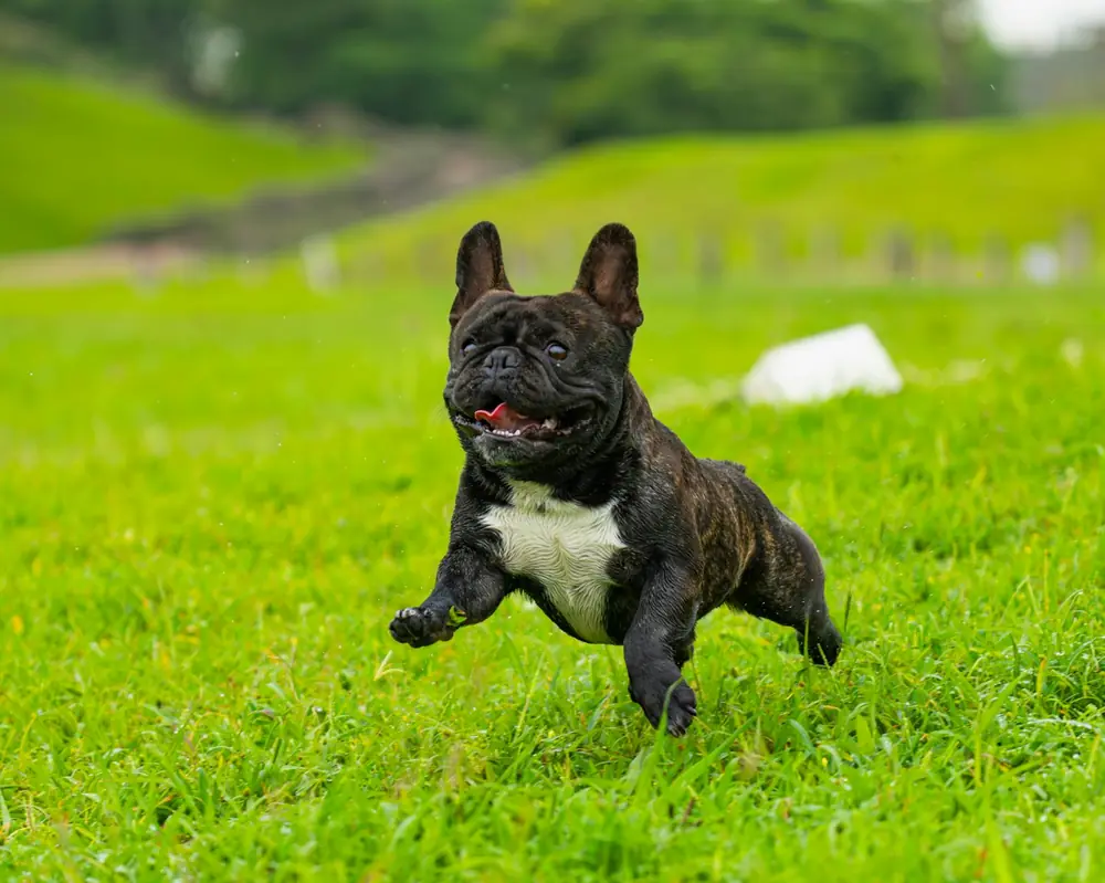 A happy French Bulldog running through the grass