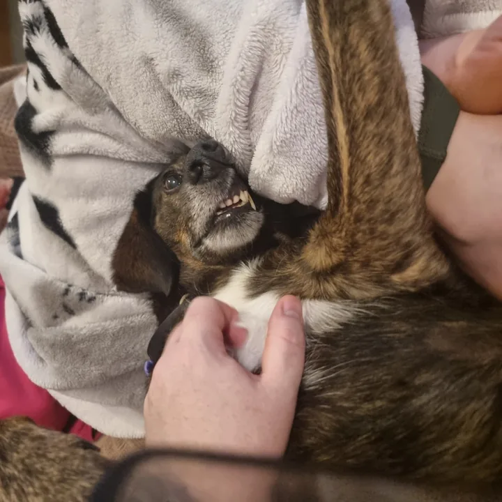 Dan's rescue dog enjoying a belly rub