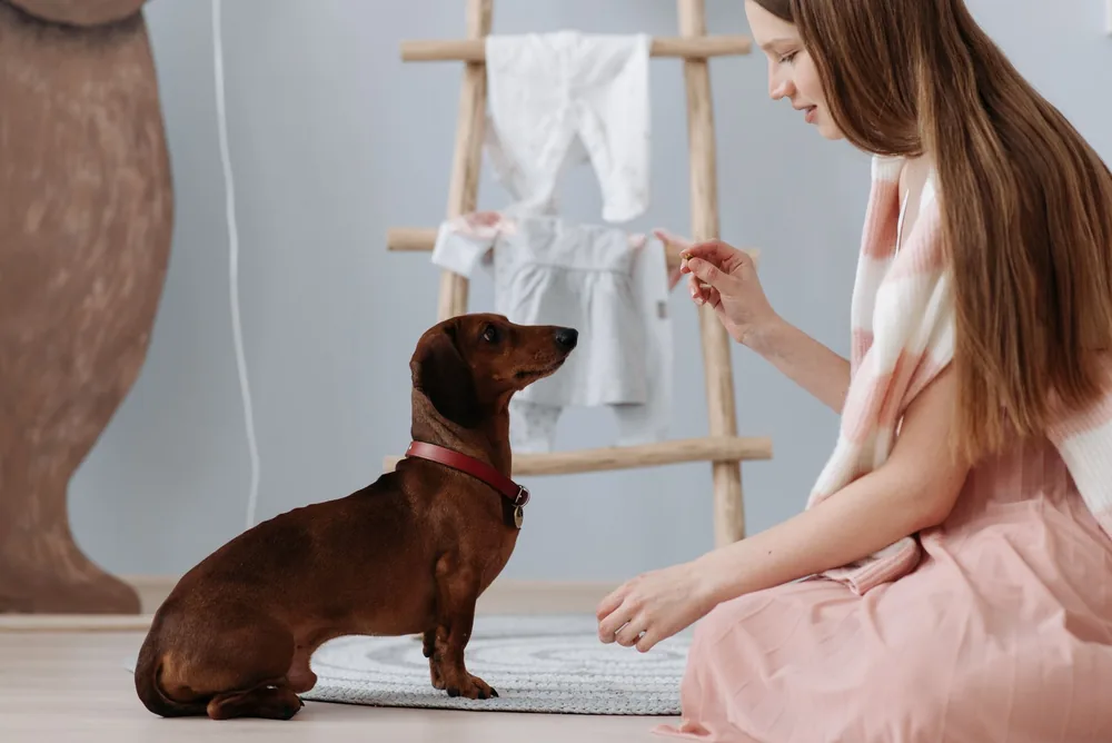 A trainer rewarding a dachshund with a treat indoors