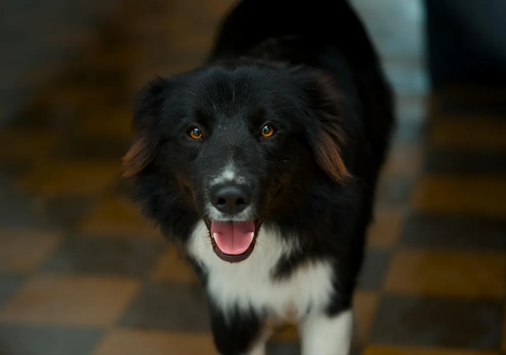 A cheerful rescue dog indoors